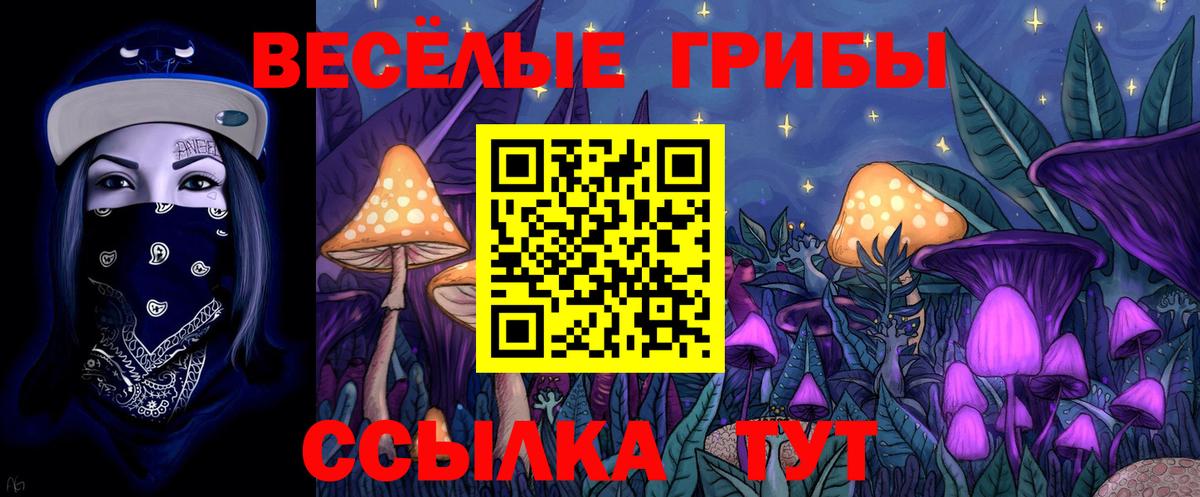 Галлюциногенные грибы Psilocybe Дербент